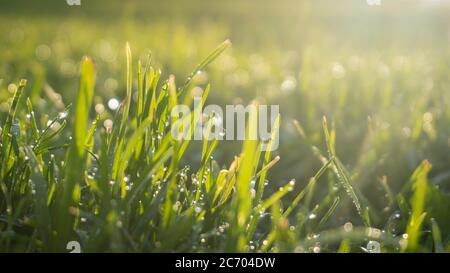 Des gouttes d'eau douce de rosée matinale sur de l'herbe verte sur une prairie luxuriante, rétroéclairé par le soleil du matin Banque D'Images