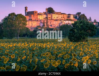 Tournesols au lever du soleil en Toscane Italie Banque D'Images