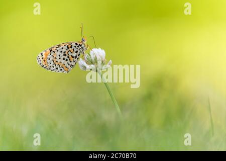 Le Fritillaire tacheté au lever du soleil (Melitaea didyma) Banque D'Images