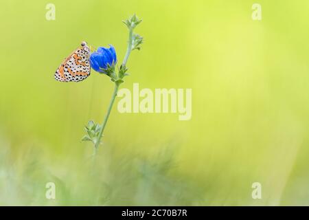 Le fritary tacheté sur fleur bleue au lever du soleil (Melitaea didyma) Banque D'Images