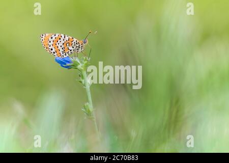 Le fritary tacheté sur fleur bleue au lever du soleil (Melitaea didyma) Banque D'Images