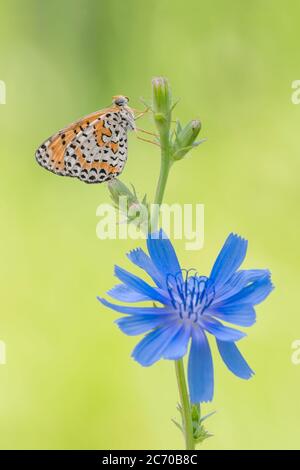 Magnifique portrait d'un fritary à pois au lever du soleil (Melitaea didyma) Banque D'Images