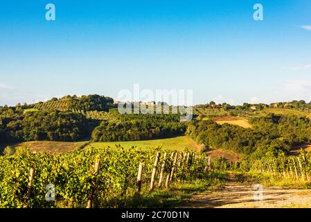 Weinberge in der Toskanalandschaft des Chianti Classico zwischen Florenz und Siena. Hier das Gebiet der Tenuta di Monaciano BEI Siena Banque D'Images