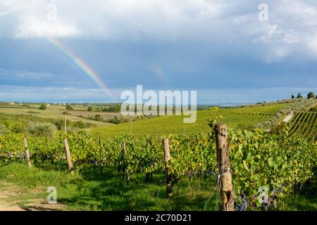 Weinberge in der Toskanalandschaft des Chianti Classico zwischen Florenz und Siena. Hier das Gebiet der Tenuta di Monaciano BEI Siena Banque D'Images