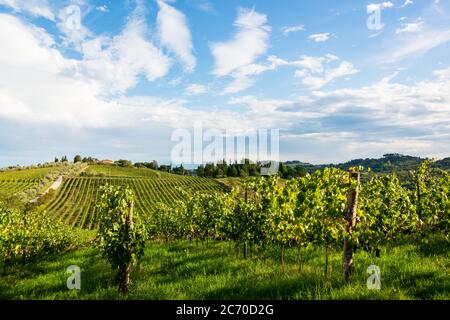 Weinberge in der Toskanalandschaft des Chianti Classico zwischen Florenz und Siena. Hier das Gebiet der Tenuta di Monaciano BEI Siena Banque D'Images