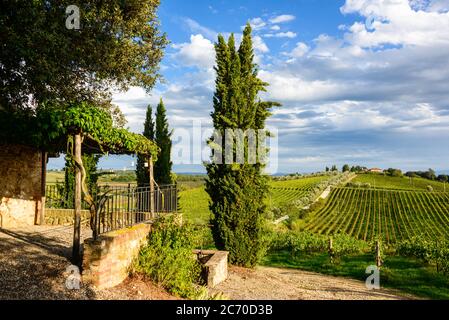 Weinberge in der Toskanalandschaft des Chianti Classico zwischen Florenz und Siena. Hier das Gebiet der Tenuta di Monaciano BEI Siena Banque D'Images