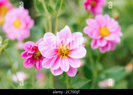 Fleurs de Dahlia rose dans le jardin d'été. Fond floral Banque D'Images