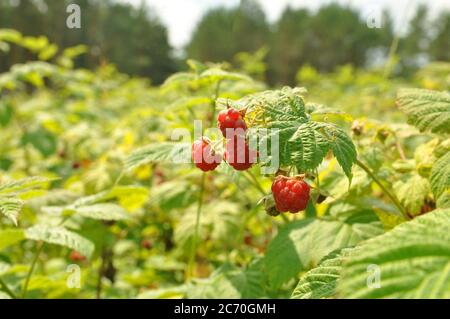 Fruits mûrs sur les arbustes de framboises dans la forêt. Banque D'Images