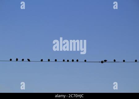 Un troupeau de pigeons debout côte à côte sur un fil électrique attendant l'aube Banque D'Images