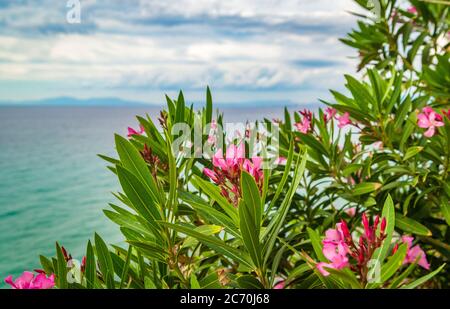 Fleurs fleuries le long de la plage près de Kusadasi, Turquie Banque D'Images