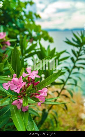 Des fleurs fleurissent près d'une plage le long de la mer Égée, juste à l'extérieur de Kusadasi, Turquie Banque D'Images