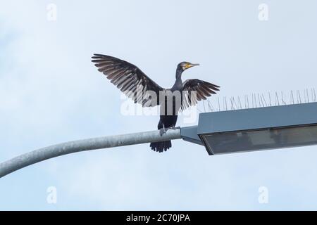 Cormorant près de Zeltingen dans Rheinland-Pfalz, Allemagne Banque D'Images