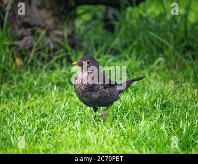 Un Blackbird mâle fatigué et effronté pendant son Molt dans un jardin à Alsager Cheshire Angleterre Royaume-Uni Banque D'Images