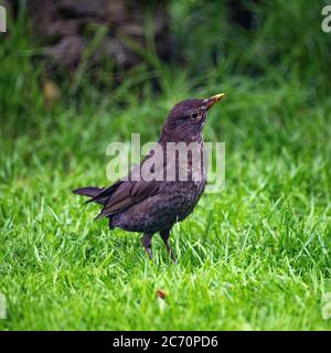 Un Blackbird mâle fatigué et effronté pendant son Molt dans un jardin à Alsager Cheshire Angleterre Royaume-Uni Banque D'Images