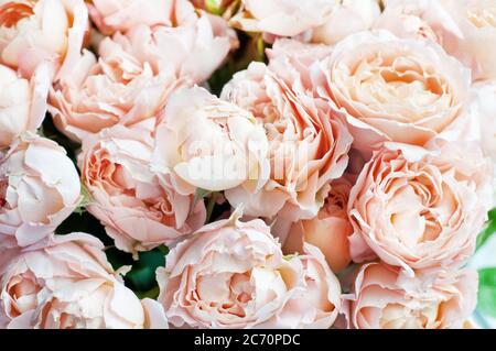 Bouquet de roses pivoines de juliette. Fleurs roses, fond floral Banque D'Images