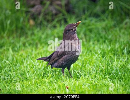 Un Blackbird mâle fatigué et effronté pendant son Molt dans un jardin à Alsager Cheshire Angleterre Royaume-Uni Banque D'Images