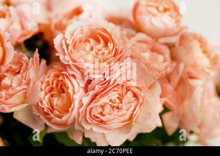 Bouquet de roses pivoines de juliette. Fleurs de corail, backgroun floral Banque D'Images