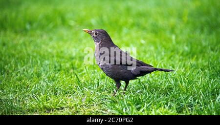 Un Blackbird mâle fatigué et effronté pendant son Molt dans un jardin à Alsager Cheshire Angleterre Royaume-Uni Banque D'Images