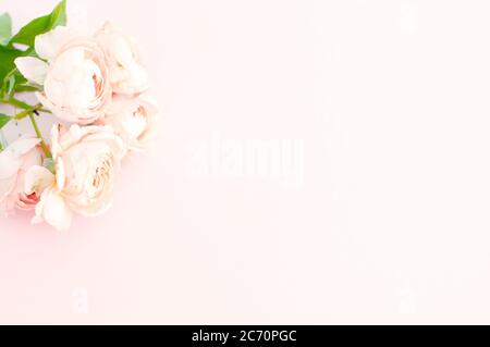 Roses pivoines juliette sur fond rose. Placer pour le texte, vue de dessus. Banque D'Images