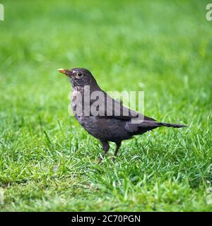 Un Blackbird mâle fatigué et effronté pendant son Molt dans un jardin à Alsager Cheshire Angleterre Royaume-Uni Banque D'Images