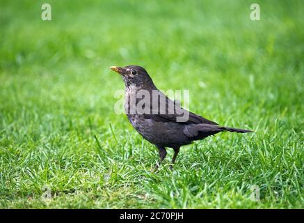 Un Blackbird mâle fatigué et effronté pendant son Molt dans un jardin à Alsager Cheshire Angleterre Royaume-Uni Banque D'Images