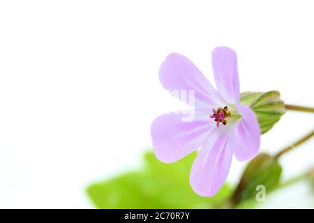 Herb-robert Banque D'Images