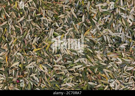 Photo de stock d'une pile de feuilles d'olive formant un fond texturé. Partie du processus d'extraction de l'huile Banque D'Images