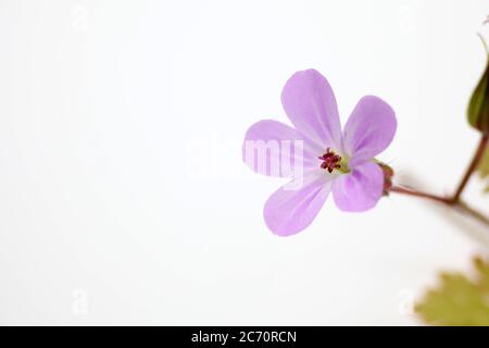 Herb-robert Banque D'Images