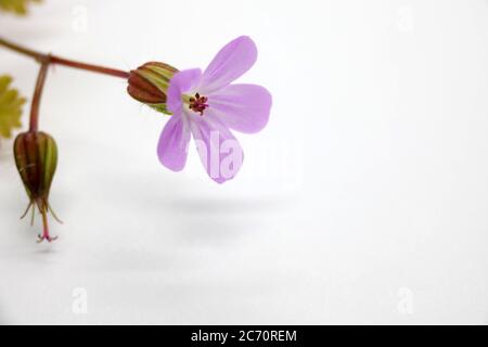 Herb-robert Banque D'Images