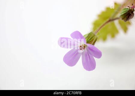 Herb-robert Banque D'Images