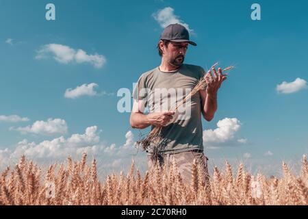 Bon producteur de blé debout dans un champ de céréales mûr le jour ensoleillé de l'été, juste avant la récolte Banque D'Images