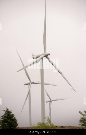 Whitelee, Écosse, Royaume-Uni. 13 juillet 2020. Photo : Scottish Power renouvelables parc éolien à Whitelee dans Ayrshire, vu par une journée humide et venteuse avec des nuages bas masquant certaines des pales de turbine qui semblent coller dans le nuage bas. Les éoliennes sont-elles vertes ? Les lames ne sont pas recyclables actuellement, mais davantage d'investissements sont nécessaires pour atteindre les objectifs d'énergie verte des Scotlands et du Royaume-Uni. Crédit : Colin Fisher/Alay Live News Banque D'Images