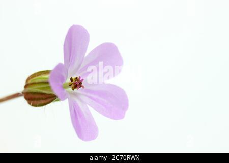 Herb-robert Banque D'Images