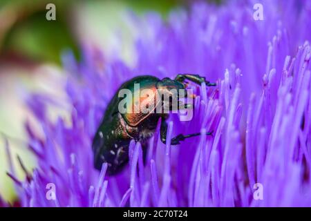 Le léoptère aux puces de saule, Crepidodera aurata sur une fleur Banque D'Images