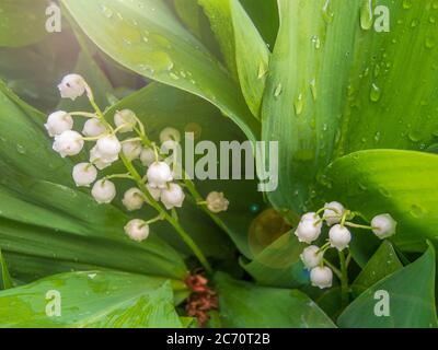 Lilly de la vallée fleurit avec des gouttes de rosée du matin Banque D'Images