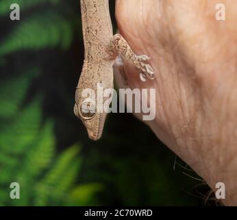 Gros plan d'un foyer commun Gecko sur la main d'un homme avec une fougères vertes en arrière-plan Banque D'Images