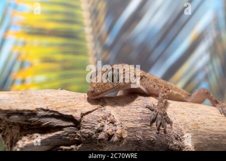 Gros plan d'un foyer commun Gecko sur une branche avec une paume fronde en arrière-plan Banque D'Images