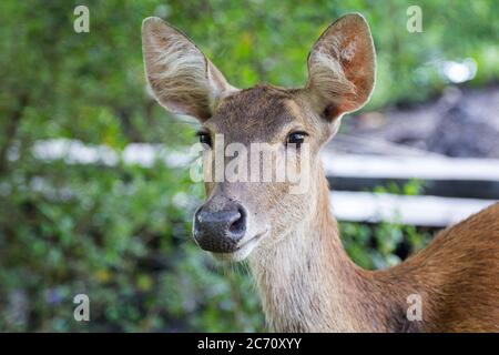 Les cerfs sont l'un des animaux sauvages que l'on trouve dans le parc national de Baluran, à Situbondo, à l'est de Java, en Indonésie Banque D'Images