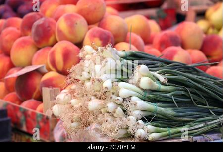 Jeune oignon. Oignons verts frais sur un marché. Banque D'Images