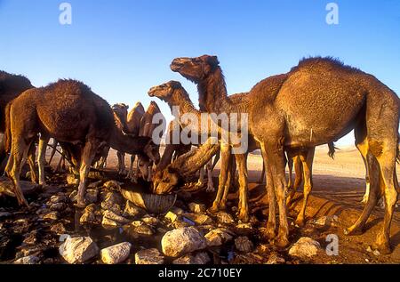 Un troupeau de dromadaires ou de chameaux arabes (Camelus dromedarius) marchant dans le désert. Photographié dans le désert du Néguev, Israël Banque D'Images
