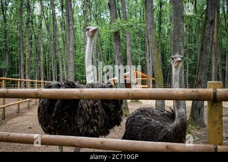 Un portrait d'un autruche (Struthio Camelus), ou simplement d'autruche, est une espèce de gros oiseau sans flightless originaire de la certa Banque D'Images