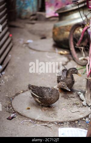 New Delhi / Inde - 18 février 2020 : canards dans le marché de rue de la vieille Delhi Banque D'Images