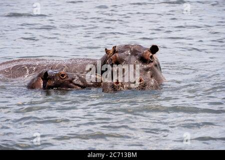 Une famille de l'Hippopotame (Hippopotamus amphibius) dans un trou d'eau. Bien que ces animaux sont grégaires et vivent souvent dans des grands groupes, ils ne sont pas très Banque D'Images