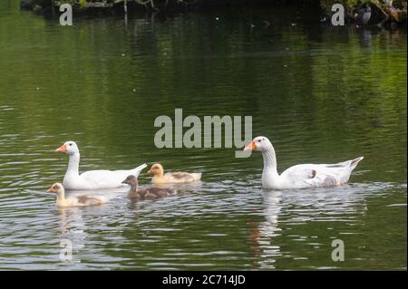 Le Lough, Cork, Irlande. 13 juillet 2020. Une famille d'oies nagent au Lough, Cork, par une journée surmoulée mais humide. Le reste de la journée sera constitué de soleil et de douches avec des sommets de 15 à 20 degrés. Crédit : AG News/Alay Live News Banque D'Images