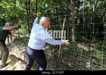 Ramin, Allemagne. 13 juillet 2020. Till Backhaus (SPD), ministre de l'Agriculture de Mecklembourg-Poméranie occidentale, contribue à la construction d'une barrière de la faune contre la peste porcine africaine (ASP) à la frontière germano-polonaise. La barrière de protection du gibier, faite de ce que l'on appelle le maillage noué, doit être construite d'abord sur environ 50 kilomètres de terres fédérales et d'état le long de la frontière, et plus tard sur des terres privées si les propriétaires ont accepté. La Saxe et le Brandebourg ont déjà commencé à construire des clôtures de protection ASP. Credit: Bernd Wüstneck/dpa-Zentralbild/dpa/Alay Live News Banque D'Images
