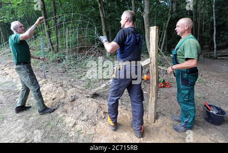 Ramin, Allemagne. 13 juillet 2020. Après le début officiel des travaux, une clôture de protection contre la peste porcine africaine (ASP) sera érigée à la frontière germano-polonaise. La barrière de protection du gibier, faite de ce que l'on appelle du filet noué, sera d'abord érigée sur environ 50 kilomètres de terres fédérales et d'état le long de la frontière, et plus tard sur des terres privées si les propriétaires l'ont accepté. La Saxe et le Brandebourg ont déjà commencé à construire des clôtures de protection ASP. Credit: Bernd Wüstneck/dpa-Zentralbild/dpa/Alay Live News Banque D'Images