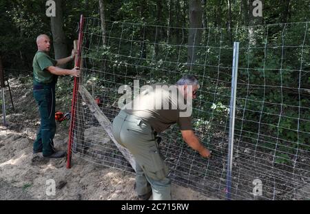 Ramin, Allemagne. 13 juillet 2020. Après le début officiel des travaux, une clôture de protection contre la peste porcine africaine (ASP) sera érigée à la frontière germano-polonaise. La barrière de protection du gibier, faite de ce que l'on appelle du filet noué, sera d'abord érigée sur environ 50 kilomètres de terres fédérales et d'état le long de la frontière, et plus tard sur des terres privées si les propriétaires l'ont accepté. La Saxe et le Brandebourg ont déjà commencé à construire des clôtures de protection ASP. Credit: Bernd Wüstneck/dpa-Zentralbild/dpa/Alay Live News Banque D'Images