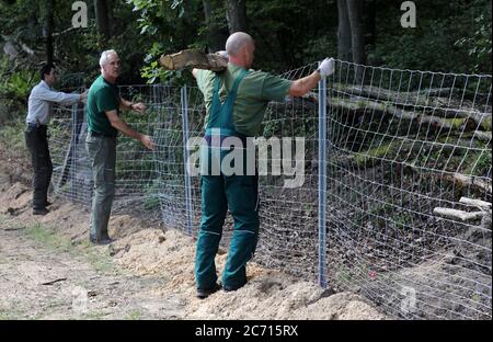 Ramin, Allemagne. 13 juillet 2020. Après le début officiel des travaux, une clôture de protection contre la peste porcine africaine (ASP) sera érigée à la frontière germano-polonaise. La barrière de protection du gibier, faite de ce que l'on appelle du filet noué, sera d'abord érigée sur environ 50 kilomètres de terres fédérales et d'état le long de la frontière, et plus tard sur des terres privées si les propriétaires l'ont accepté. La Saxe et le Brandebourg ont déjà commencé à construire des clôtures de protection ASP. Credit: Bernd Wüstneck/dpa-Zentralbild/dpa/Alay Live News Banque D'Images