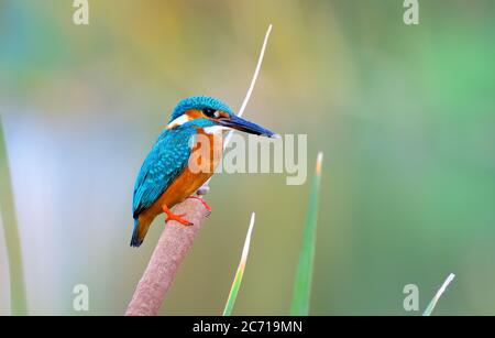 Le kingfisher commun, également connu sous le nom de kingfisher eurasien et de kingfisher de rivière, est un petit kingfisher de sept sous-espèces. Banque D'Images