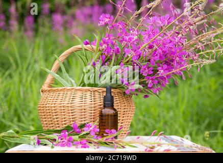 Bouquet de Chamaenerion angustifolium, pompier, grande wlowherb, rosebay willowherb, Saint Anthony's Laurel : fleur médicinale à base de plantes roses avec. Banque D'Images